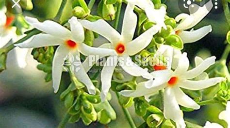 Biodiversity of Sri Lanka: සේපාලිකා[Sepalika  .